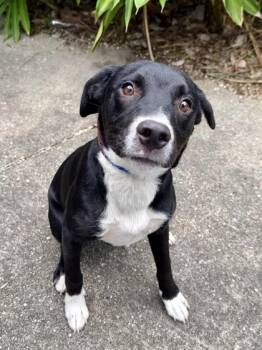 Pit Bull Terrier and Mixed Breed Dogs Available for Adoption in New Orleans, Louisiana - Popcorn | PetCurious