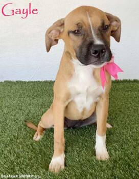 Gayle -  Boxer and Labrador Retriever Dog for Adoption in San Diego, California - Gayle | PetCurious