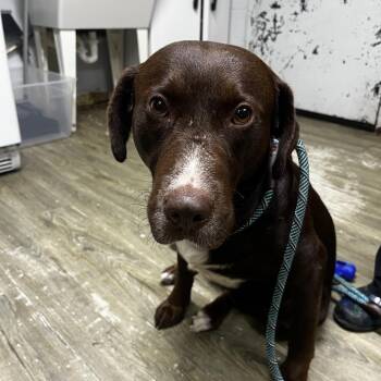 Wilson -  Mixed Breed Dog for Adoption in Summerville, South Carolina - Wilson | PetCurious