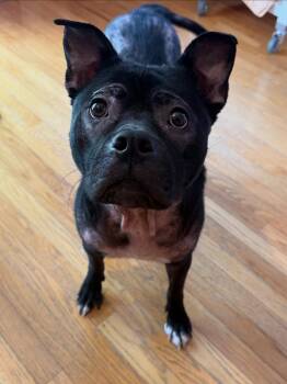 Rescue Pit Bull Terrier Dogs for Adoption in Detroit, Michigan - Chicken Biscuit | PetCurious