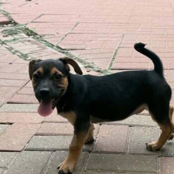 Autumn -  Chiweenie and Dachshund Dog for Adoption in Spring, Texas - Autumn | PetCurious