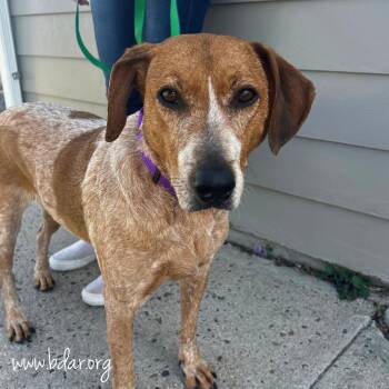 Redbone Coonhound and Cattle Dog Dogs Available for Adoption in Cheyenne, Wyoming - Sassy | PetCurious