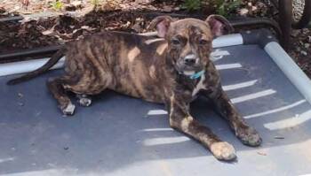 Pit Bull Terrier Dogs Available for Adoption in New London, Wisconsin - Camry | PetCurious