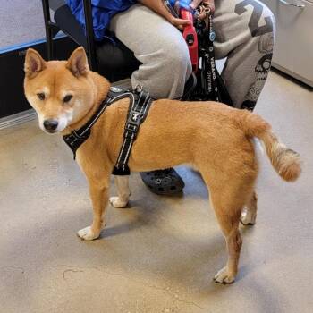 Shiba Inu Dogs Available for Adoption in Baltimore, Maryland - Kawaii | PetCurious
