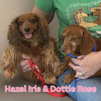 Hazel Iris+ -  Dachshund Dog for Adoption in San Antonio, Texas - Hazel Iris+ | PetCurious