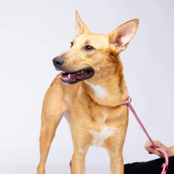 Rescue Labrador Retriever Dogs for Adoption in Columbia, South Carolina - Tasha | PetCurious