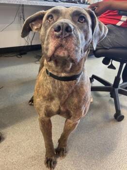 Mixed Breed Dogs Available for Adoption in West Chester, Pennsylvania - Brooklyn | PetCurious