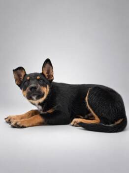 Bullet -  Rottweiler and Shepherd Dog for Adoption in Bowling Green, Kentucky - Bullet | PetCurious
