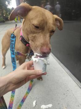 Mama Coco -  Mixed Breed Dog for Adoption in New York, New York - Mama Coco | PetCurious