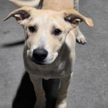Gwin -  Mixed Breed Dog for Adoption in Bismarck, North Dakota - Gwin | PetCurious
