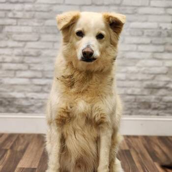 Retriever Dogs Available for Adoption - Spike | PetCurious