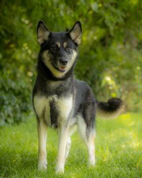 ORION (0080) -  Anatolian Shepherd and Husky Dog for Adoption in Bridgeport, Connecticut - ORION (0080) | PetCurious