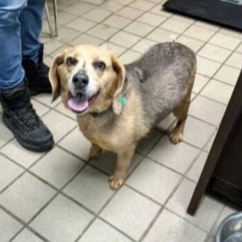 Beagle Dogs Available for Adoption in Erie, Pennsylvania - Ollie | PetCurious