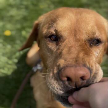 Yellow Labrador Retriever and Mixed Breed Dogs Available for Adoption in Marysville, Ohio - Conrad | PetCurious