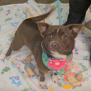 Chihuahua Dogs Available for Adoption - Benny | PetCurious