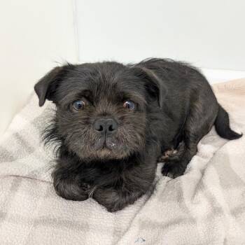 Gordo -  Pug and Mixed Breed Dog for Adoption in St. Augustine, Florida - Gordo | PetCurious