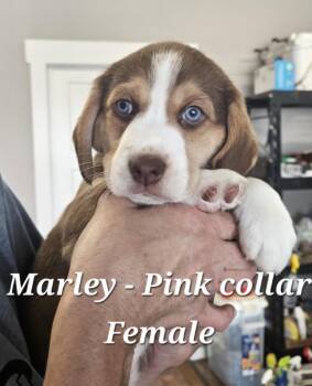 Marley -  Hound Dog for Adoption in Cushing, Oklahoma - Marley | PetCurious