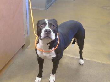 PANDA -  Pit Bull Terrier Dog for Adoption in Sacramento, California - PANDA | PetCurious
