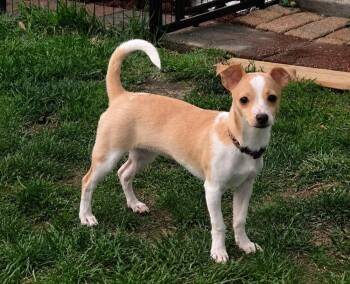 Clarabelle (379) -  Chihuahua and Terrier Dog Available for Adoption in Plymouth, Michigan - Clarabelle (379) | PetCurious