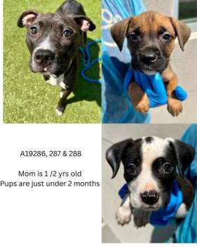 Oreo Mini -  Mixed Breed Dog for Adoption in Wichita, Kansas - Oreo Mini | PetCurious