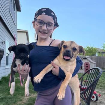 Valkyrie -  Chihuahua and Pug Dog for Adoption in Houston, Texas - Valkyrie | PetCurious