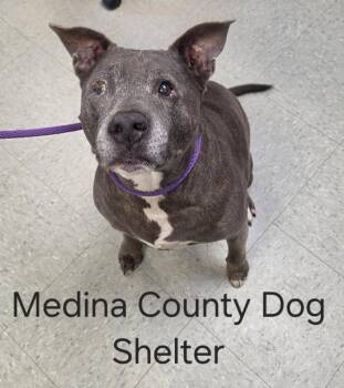 Pit Bull Terrier Dogs Available for Adoption in Medina, Ohio - Pearl | PetCurious