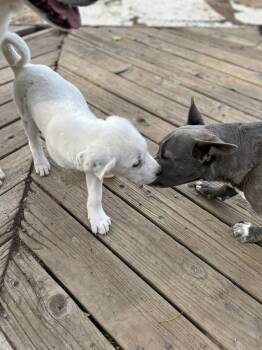 Cattle Dog Dogs Available for Adoption in Colorado Springs, Colorado - Igloo (Chase) | PetCurious