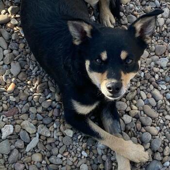 German Shepherd Dog and Chihuahua Dogs Available for Adoption in Amarillo, Texas - Wolf | PetCurious