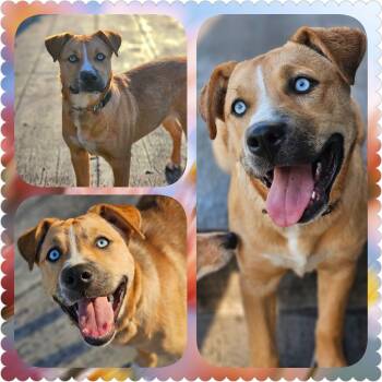 Husky and Labrador Retriever Dogs Available for Adoption in Sugar Grove, Illinois - Catalina | PetCurious
