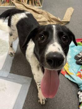 Cattle Dog and Spaniel Dogs Available for Adoption in Coldwater, Michigan - Delilah  | PetCurious