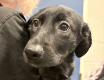 Rose -  Labrador Retriever Dog for Adoption in Columbus, Indiana - Rose | PetCurious