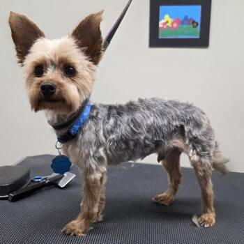 Noah -  Yorkshire Terrier Dog for Adoption in Baker City, Oregon - Noah | PetCurious