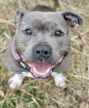 Pit Bull Terrier Dogs Available for Adoption in Chicago, Illinois - Boots | PetCurious