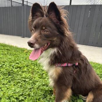 Australian Shepherd and Mixed Breed Dogs Available for Adoption in Wheaton, Illinois - Julius | PetCurious