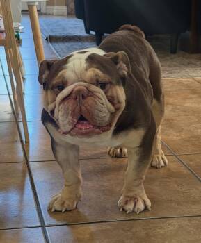 English Bulldog Dogs Available for Adoption in Las Vegas, Nevada - Ollie | PetCurious