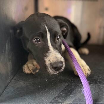 Thurman -  Pit Bull Terrier Dog for Adoption in Birmingham, Alabama - Thurman | PetCurious
