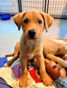 Moose -  Retriever Dog for Adoption in Minneapolis, Minnesota - Moose | PetCurious