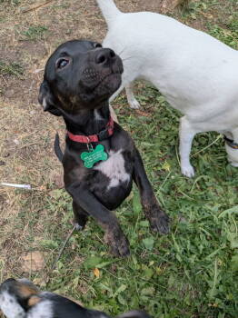 Rescue Miniature Pinscher Dogs for Adoption in Spokane, Washington - Motley Crue | PetCurious