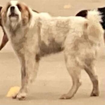 Great Pyrenees Dogs Available for Adoption in Dallas, Texas - GRANDE | PetCurious