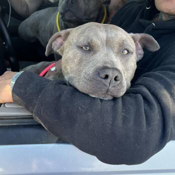 English Bulldog and Mixed Breed Dogs Available for Adoption in St. Louis, Missouri - Minter | PetCurious