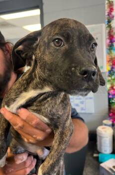Rescue Catahoula Leopard Dog and Boxer Dogs for Adoption in Greenwood, Mississippi - Abe | PetCurious
