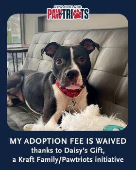 Pit Bull Terrier and Mixed Breed Dogs Available for Adoption - ELVIS PAWSLEY | PetCurious