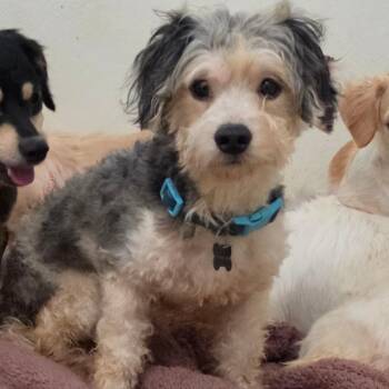 Bacon - Chino Hills Location -  Poodle and Mixed Breed Dog for Adoption in Chino Hills, California - Bacon - Chino Hills Location | PetCurious