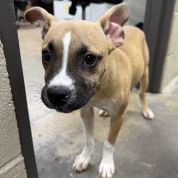RoRo -  Pit Bull Terrier and Mixed Breed Dog for Adoption in Madisonville, Kentucky - RoRo | PetCurious