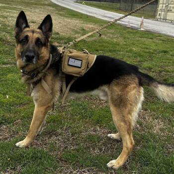 German Shepherd Dog Dogs Available for Adoption - Toretto | PetCurious