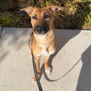 Rescue Belgian Shepherd Malinois and Black Mouth Cur Dogs for Adoption in Austin, Texas - Rosalina | PetCurious