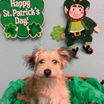 Terrier Dogs Available for Adoption - Mochi | PetCurious