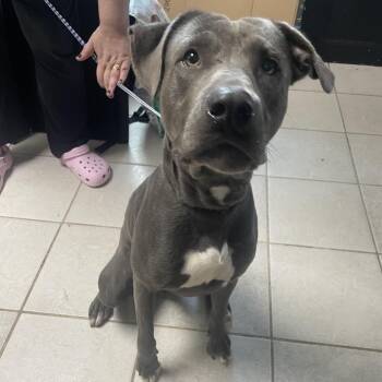 Ryder Dye -  Mixed Breed Dog for Adoption in Savannah, Georgia - Ryder Dye | PetCurious