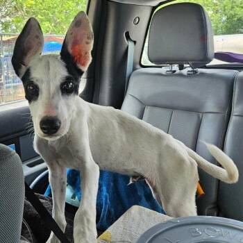 Bonanza -  Rat Terrier and Mixed Breed Dog for Adoption in Lake Jackson, Texas - Bonanza | PetCurious