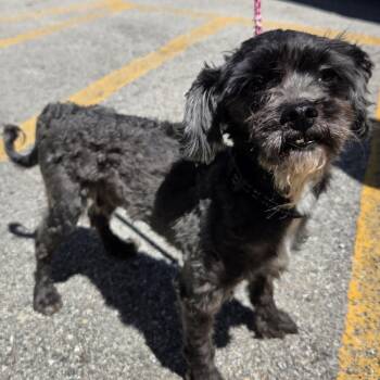 Pirate -  Mixed Breed Dog Available for Adoption in Oak Brook, Illinois - Pirate | PetCurious